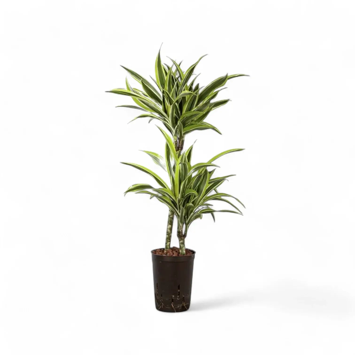 Dracaena fragrans 'Lemon Lime' – Topfpflanze im Kulturtopf vor weißem Hintergrund, Produktfoto 7.