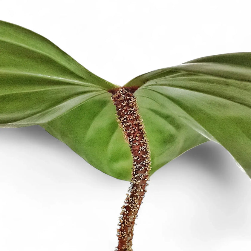 Nahaufnahme eines Blatts von Philodendron nangaritense vor weiĂźem Hintergrund.