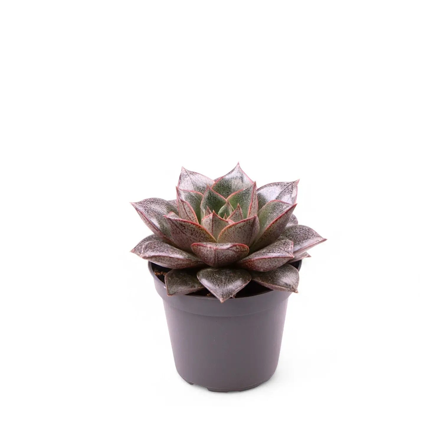 Echeveria purpusorum – Topfpflanze im Kulturtopf vor weißem Hintergrund, Produktfoto 2.