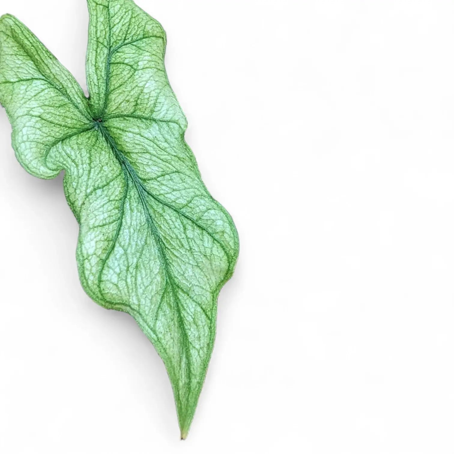 Alocasia 'Jacklyn Ghost' ('Mint') – Zimmerpflanze im Kulturtopf auf weißem Hintergrund, Produktfoto 9.