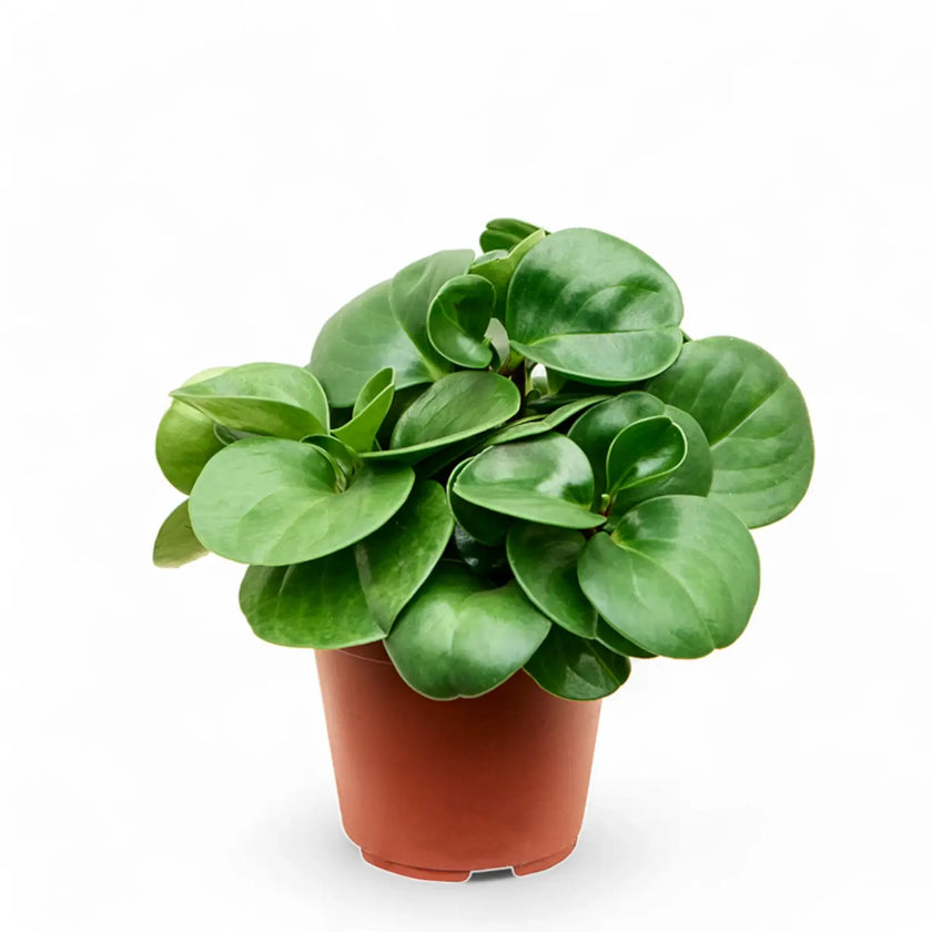 Peperomia obtusifolia â Zimmerpflanze im Kulturtopf auf weiĂem Hintergrund, Produktfoto 2.