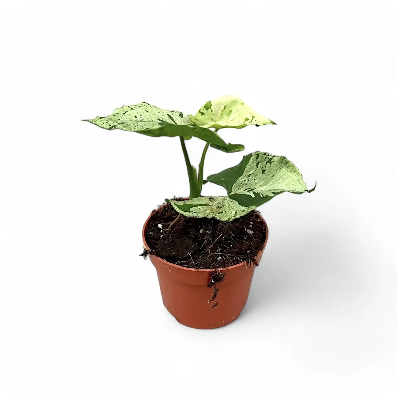 Syngonium podophyllum 'Green Splash' ('Grey Ghost') potted houseplant in nursery pot on white background, product photo 3.