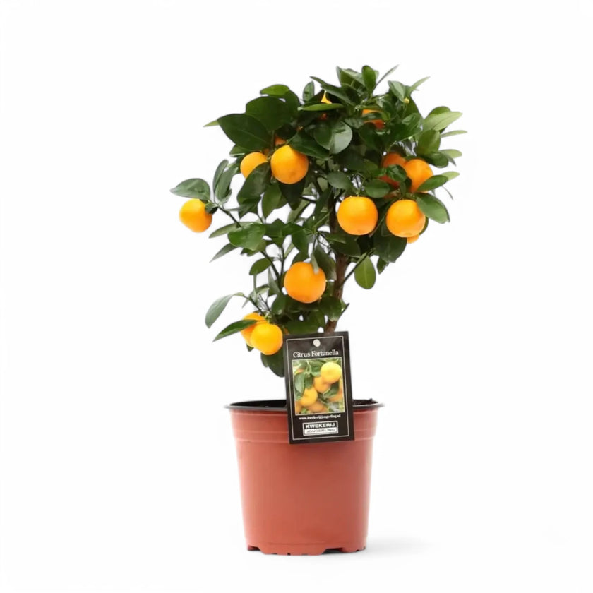 Citrus × microcarpa 'Calamondin' potted houseplant in nursery pot on white background, product photo 4.