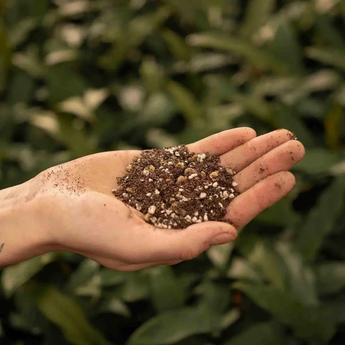 Cacti & Succulent Soil Mix on white background, product photo 4.