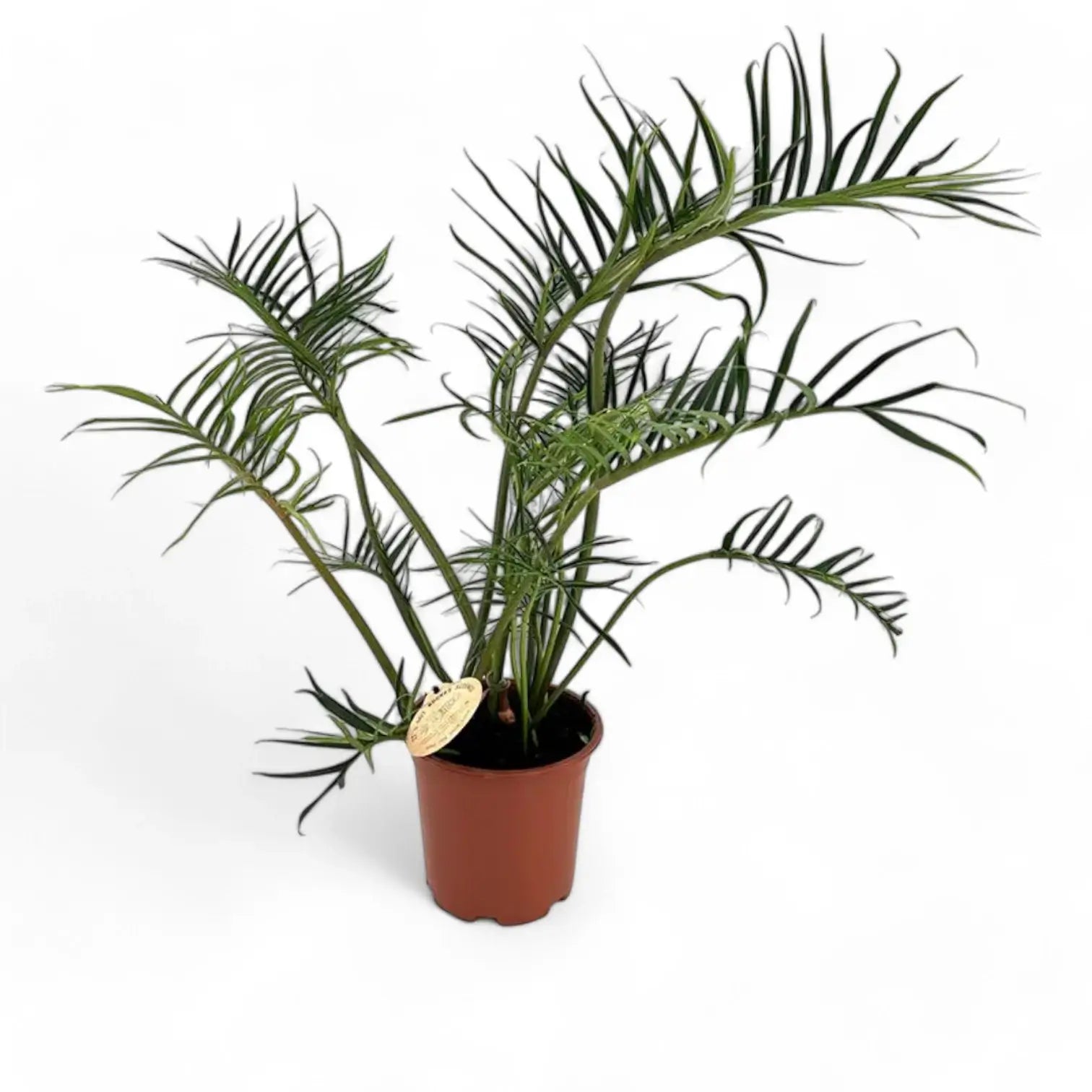 Philodendron tortum – Topfpflanze im Kulturtopf vor weißem Hintergrund, Produktfoto 12.