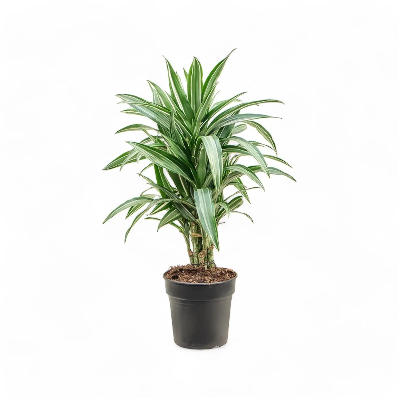 Dracaena fragrans 'Ulises' – Topfpflanze im Kulturtopf vor weißem Hintergrund, Produktfoto 4.