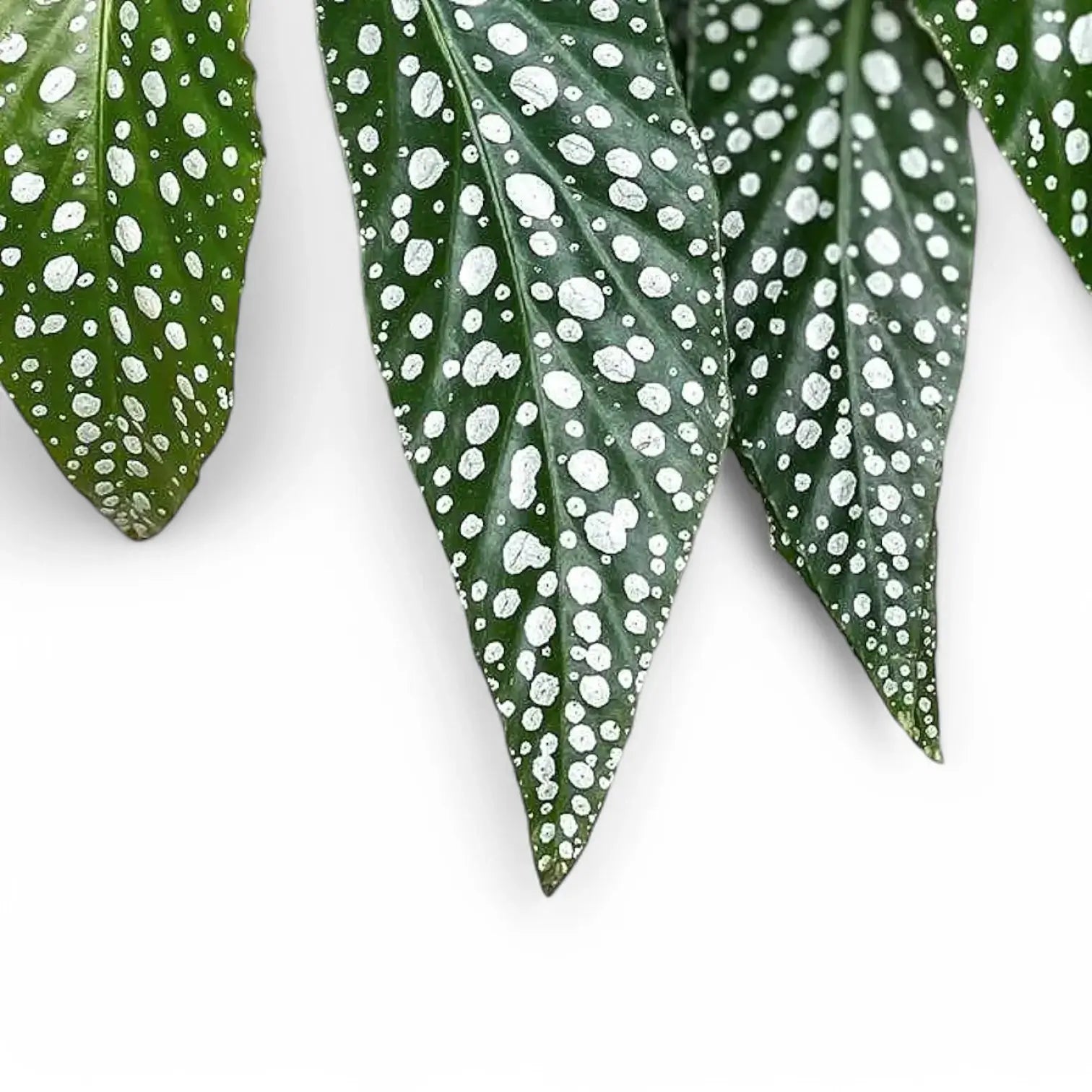 Begonia maculata 'Double Dot' leaf close-up on white background.