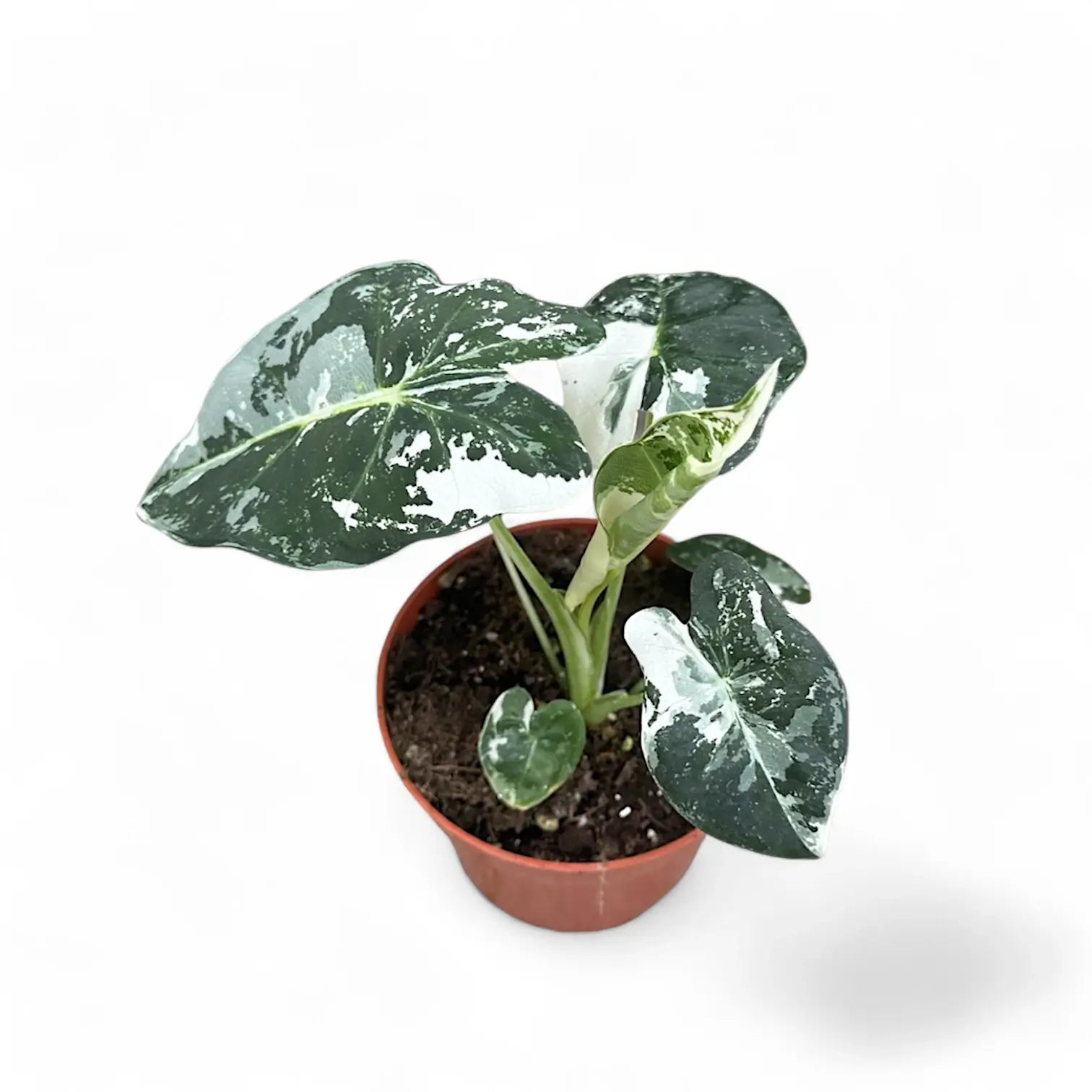 Alocasia ‘Frydek’ variegata potted houseplant in nursery pot on white background, product photo 12.