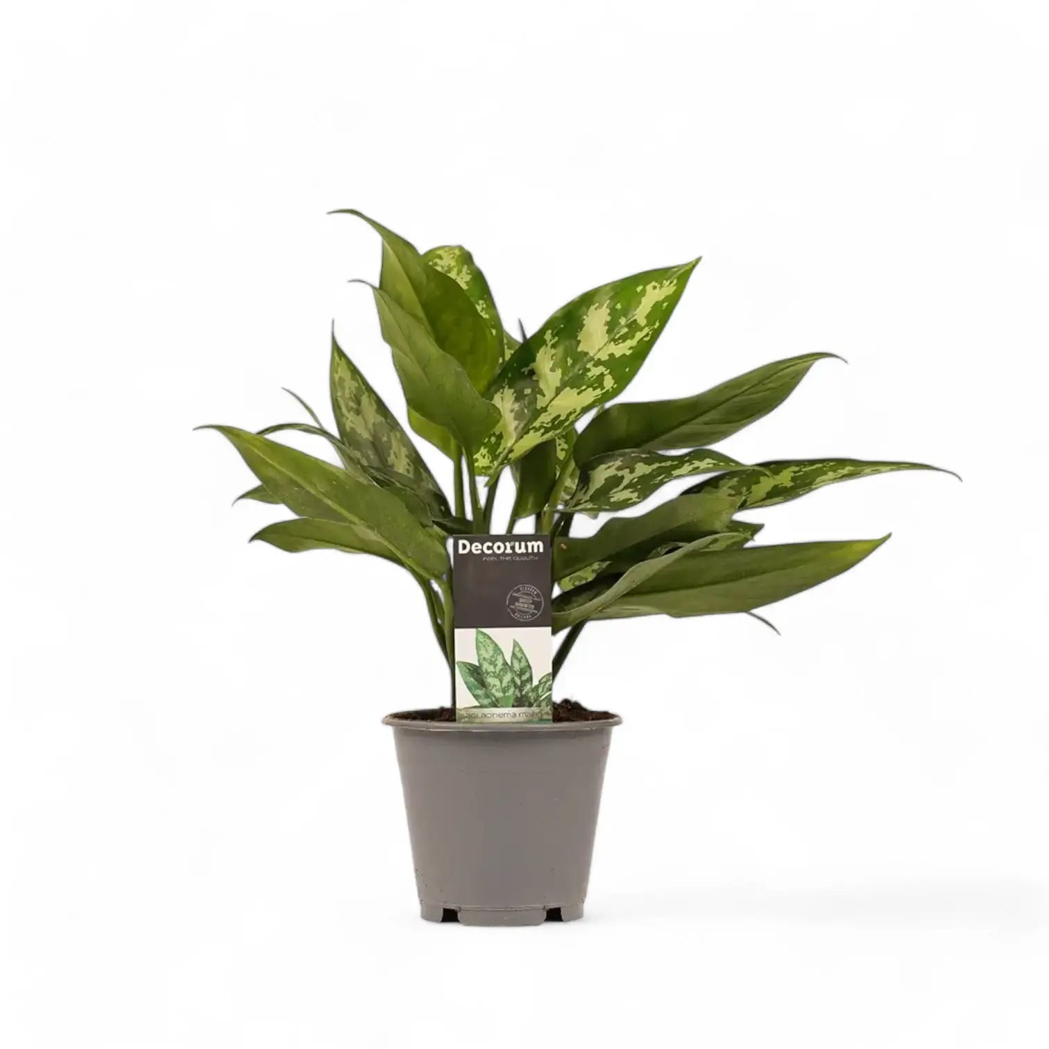 Aglaonema 'Maria' – Topfpflanze im Kulturtopf vor weißem Hintergrund, Produktfoto 3.