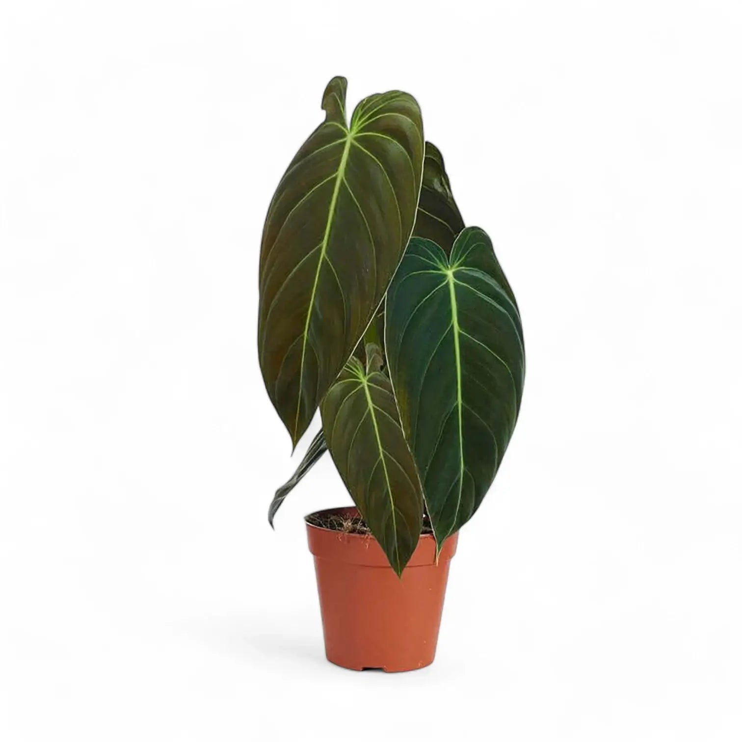 Philodendron melanochrysum potted houseplant in nursery pot on white background, product photo 13.