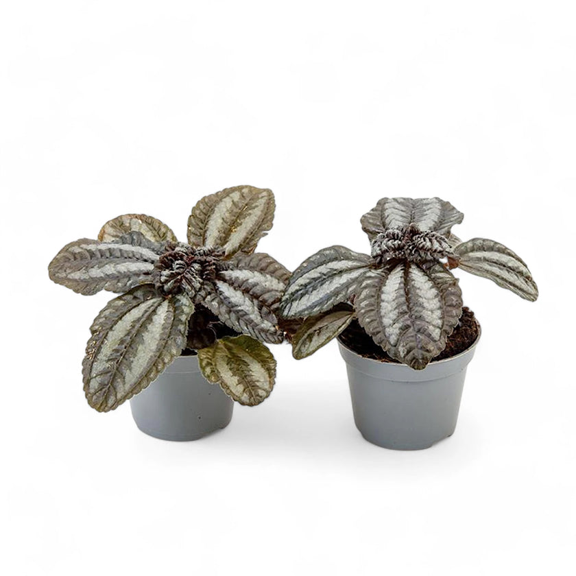 Pilea spruceana 'Norfolk' potted houseplant in nursery pot on white background, product photo 2.