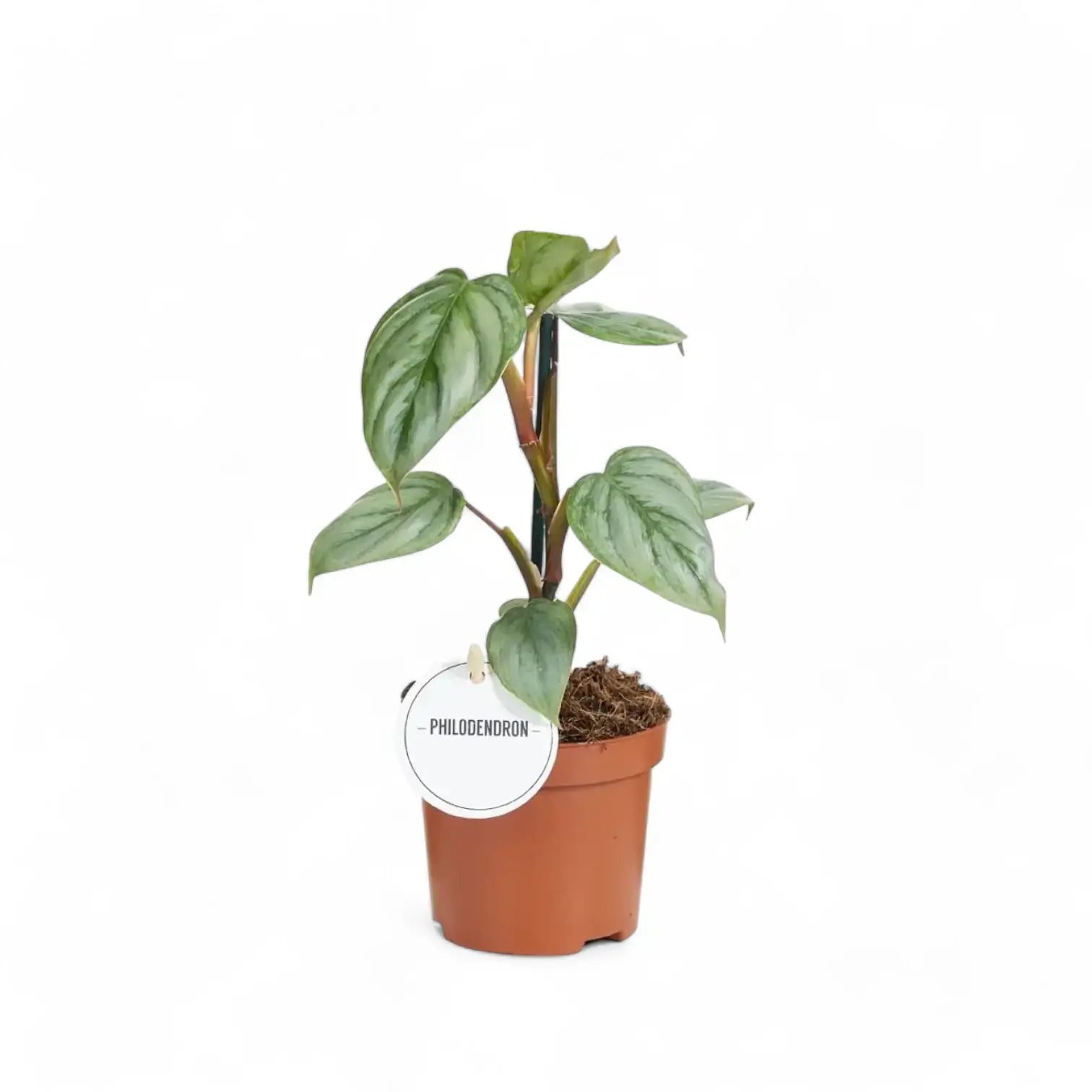 Philodendron sodiroi potted houseplant in nursery pot on white background, product photo 5.