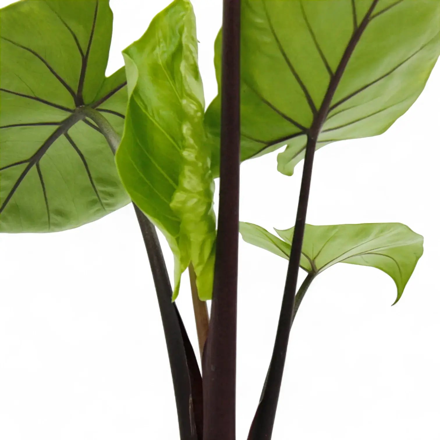 Nahaufnahme eines Blatts von Alocasia 'Black Cobra' vor weißem Hintergrund.