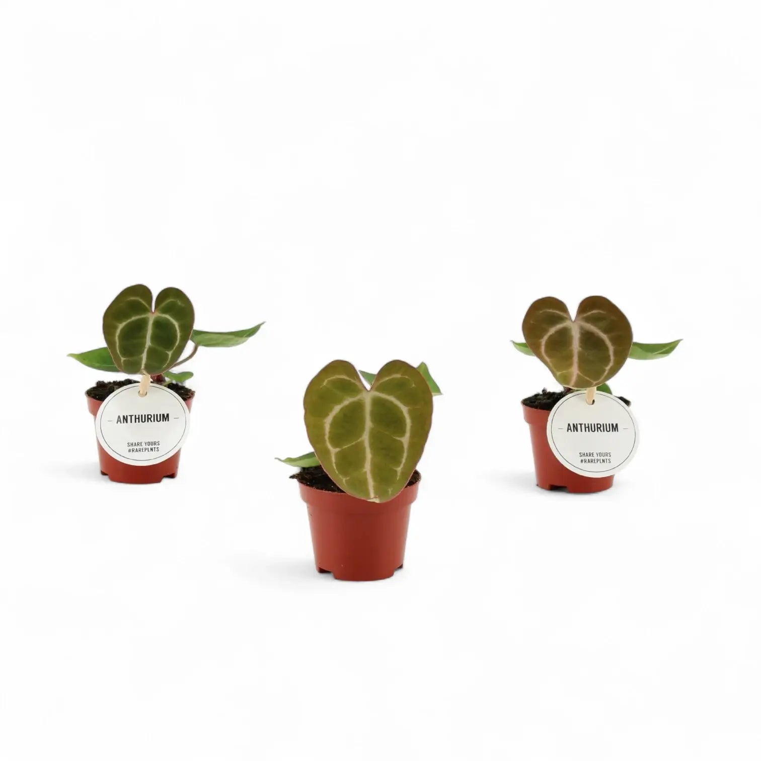 Anthurium crystallinum potted houseplant in nursery pot on white background, product photo 5.