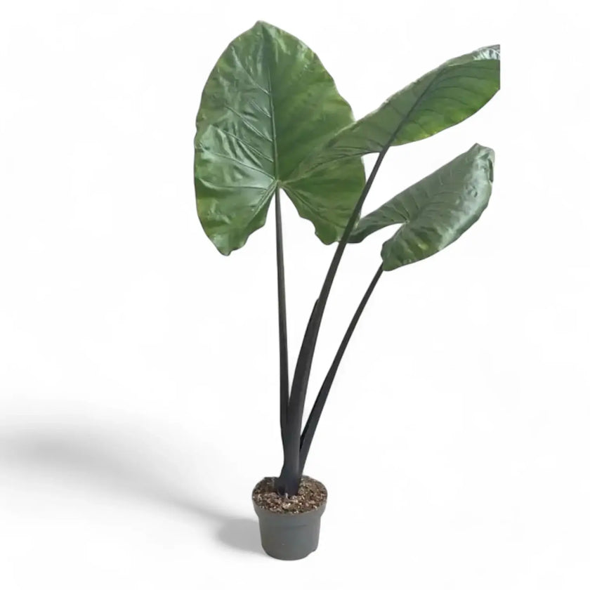 Alocasia macrorrhizos 'Black stem' potted houseplant in nursery pot on white background, product photo 2.
