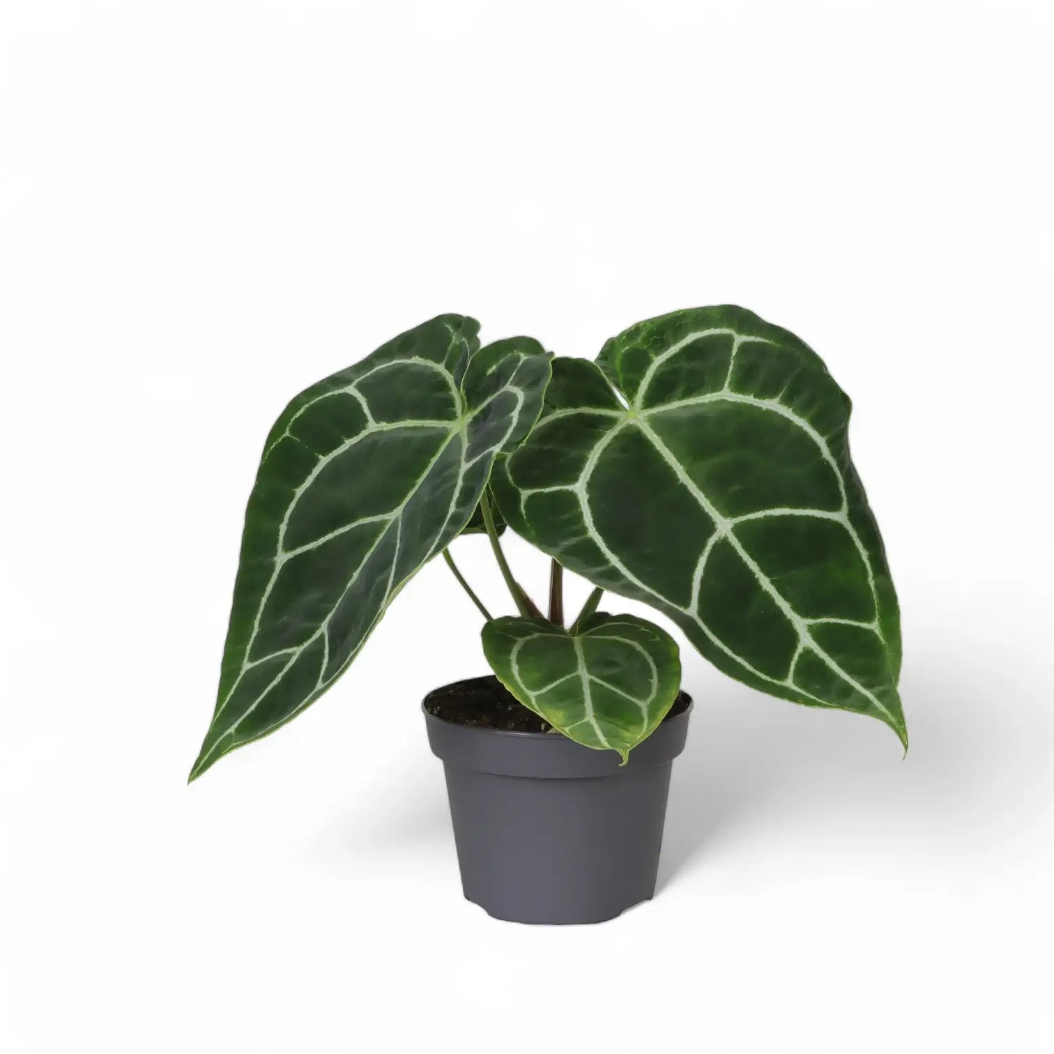 Anthurium crystallinum potted houseplant in nursery pot on white background, product photo 11.