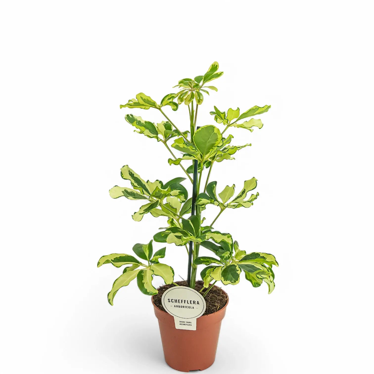 Heptapleurum (Schefflera) arboricola 'Charlotte' potted houseplant in nursery pot on white background, product photo 2.