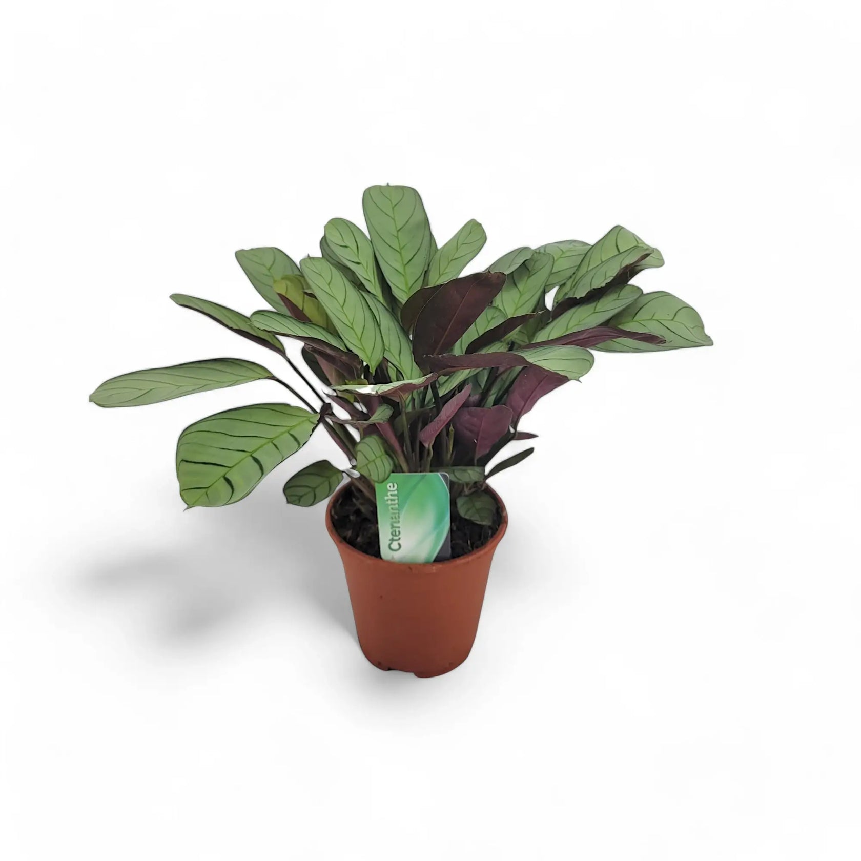 Ctenanthe burle-marxii 'Amagris' potted houseplant in nursery pot on white background, product photo 3.