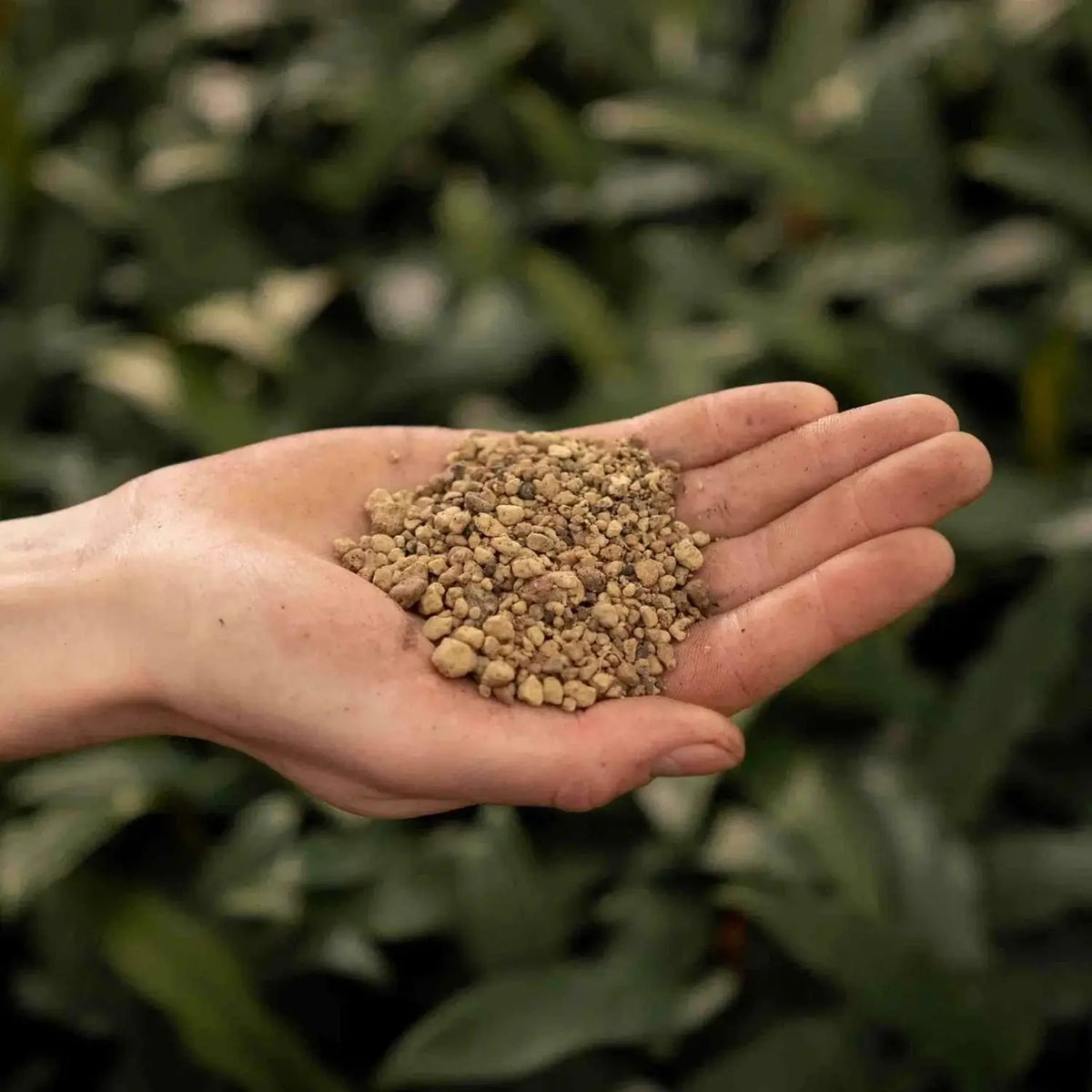 Bims vor weiĂźem Hintergrund, Produktfoto 2.