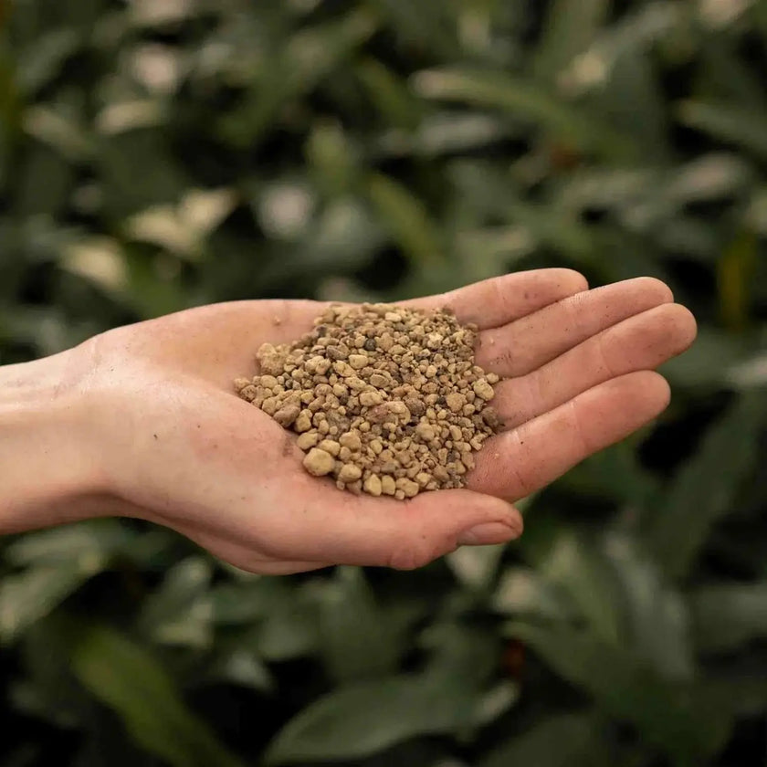 Pumice on white background, product photo 2.