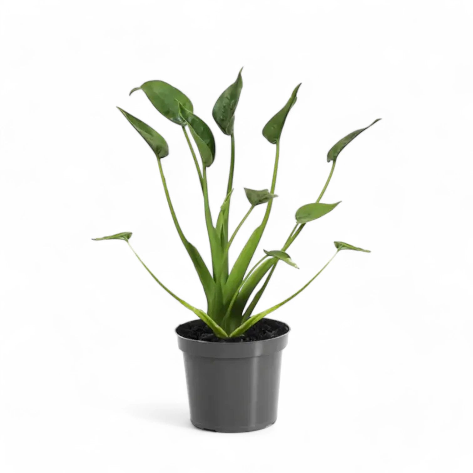 Alocasia 'Tiny Dancers' – Zimmerpflanze im Kulturtopf auf weißem Hintergrund, Produktfoto 4.