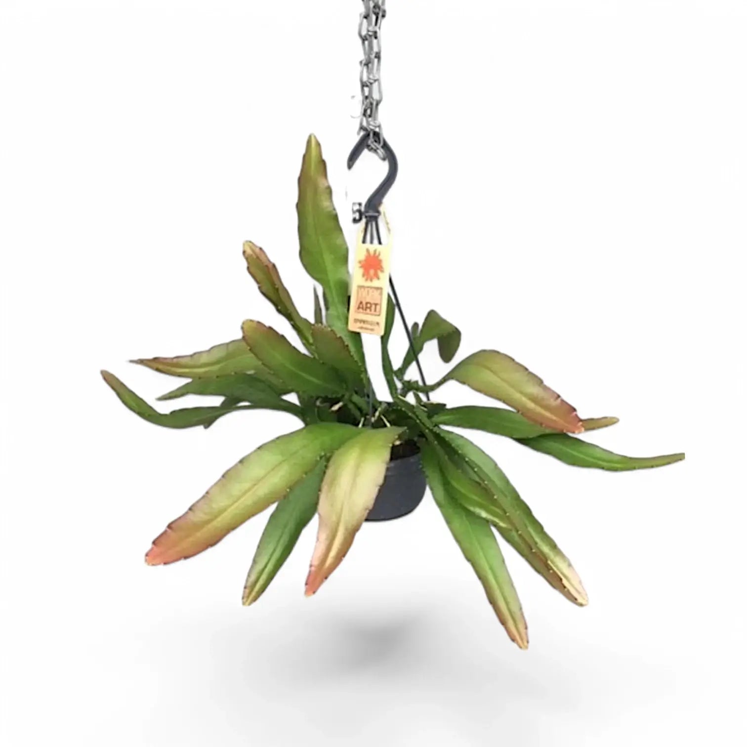 Disocactus (Epiphyllum) ackermannii 'Red tip' – Topfpflanze im Kulturtopf vor weißem Hintergrund, Produktfoto 2.