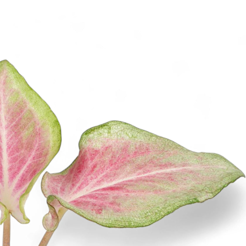 Nahaufnahme eines Blatts von Caladium 'Va Va Violet' vor weiĂźem Hintergrund.
