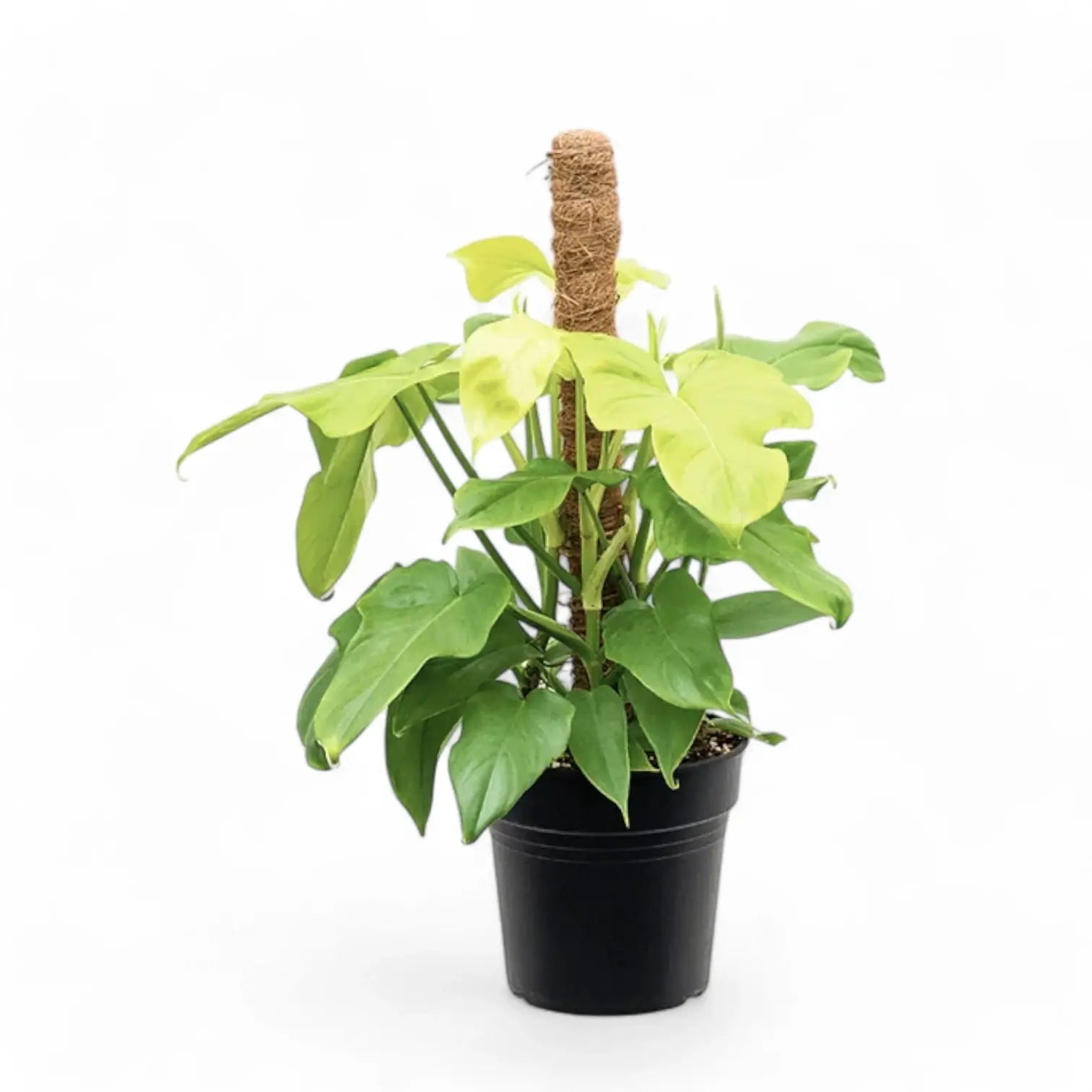Philodendron bipennifolium 'Golden violin' potted houseplant in nursery pot on white background, product photo 1.