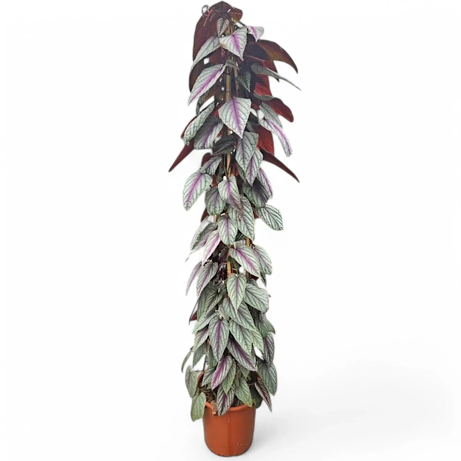 Cissus discolor 'Violet Vine' – Zimmerpflanze im Kulturtopf auf weißem Hintergrund, Produktfoto 12.