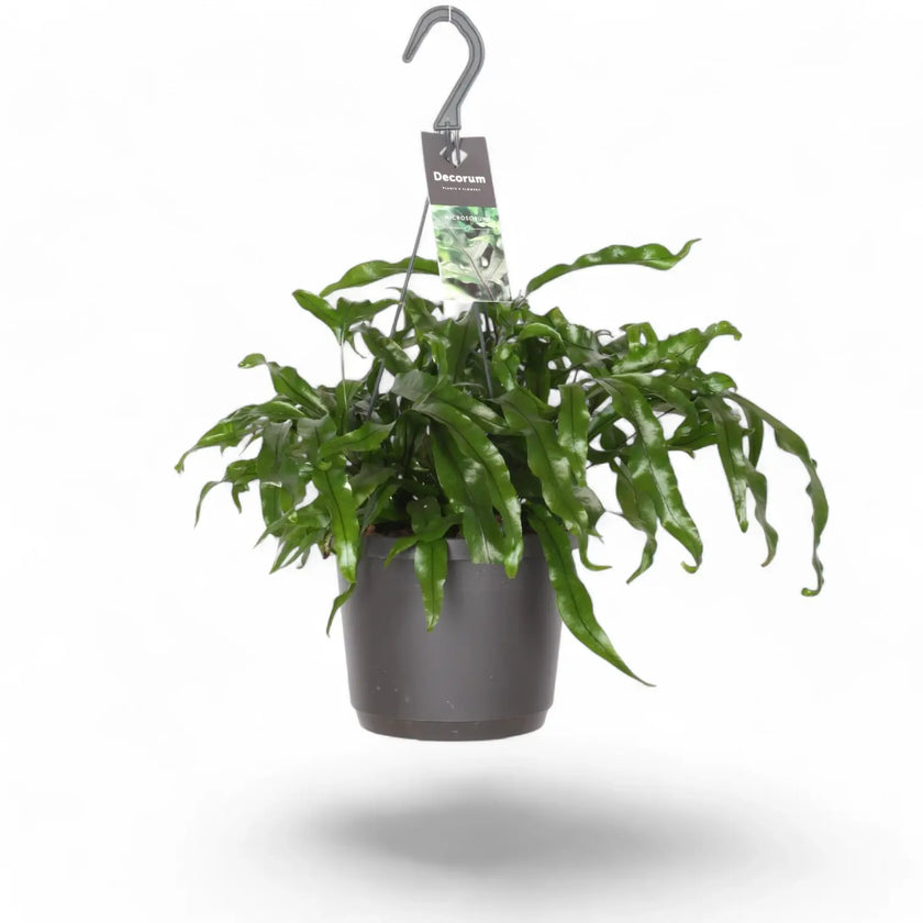 Lecanopteris pustulata potted houseplant in nursery pot on white background, product photo 2.