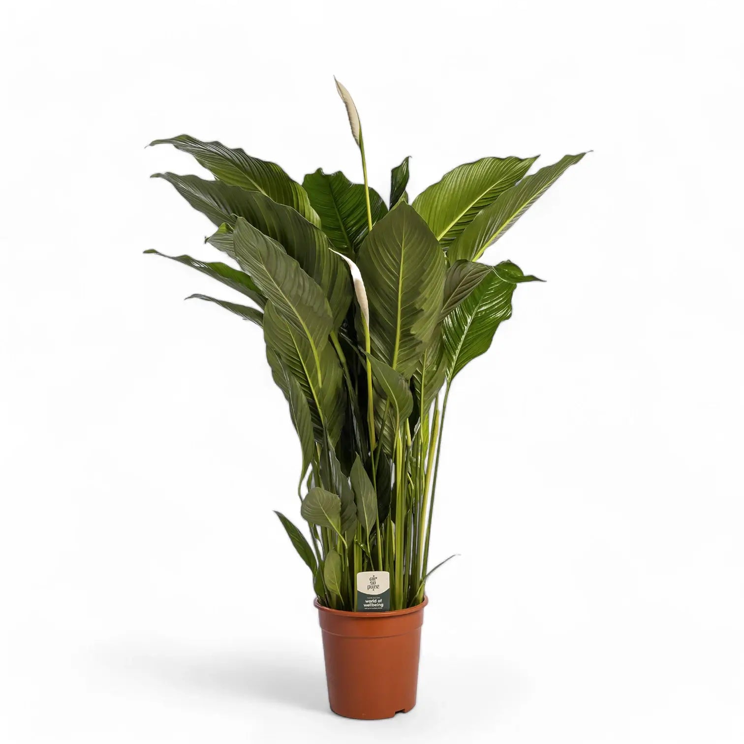 Spathiphyllum 'Sweet Sebastiano' potted houseplant in nursery pot on white background, product photo 4.
