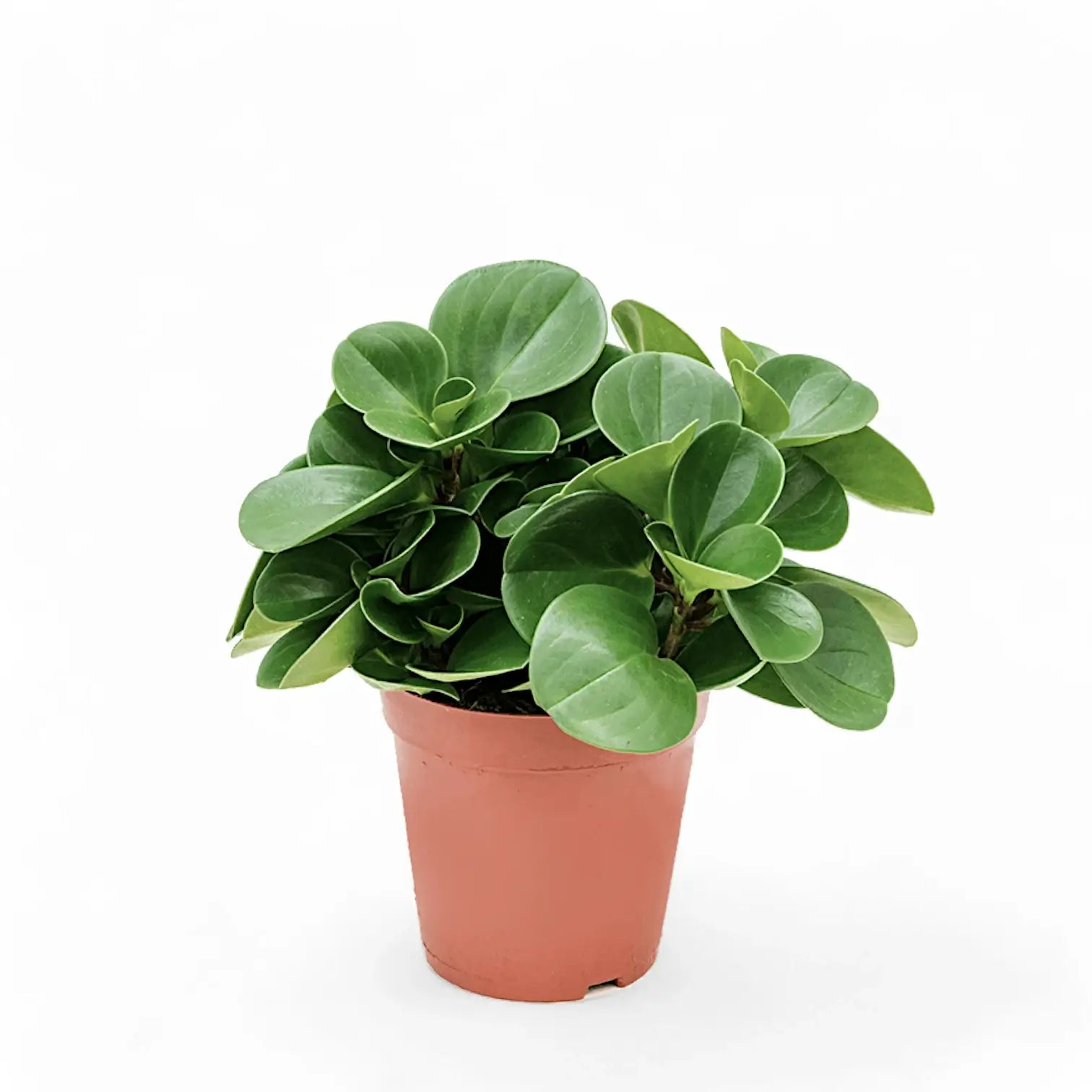 Peperomia obtusifolia – Zimmerpflanze im Kulturtopf auf weißem Hintergrund, Produktfoto 3.