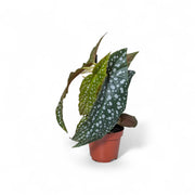 Begonia maculata 'Polka dot' potted houseplant in nursery pot on white background, product photo 5.