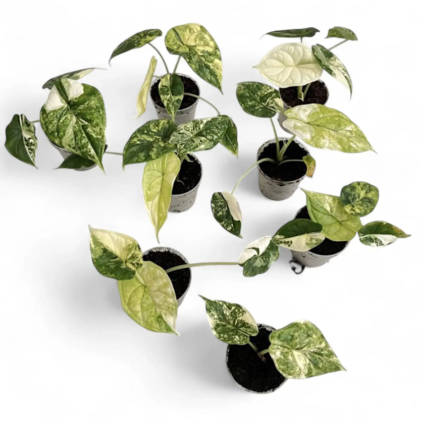 Alocasia baginda 'Dragon scale' Mint Variegata potted houseplant in nursery pot on white background, product photo 15.