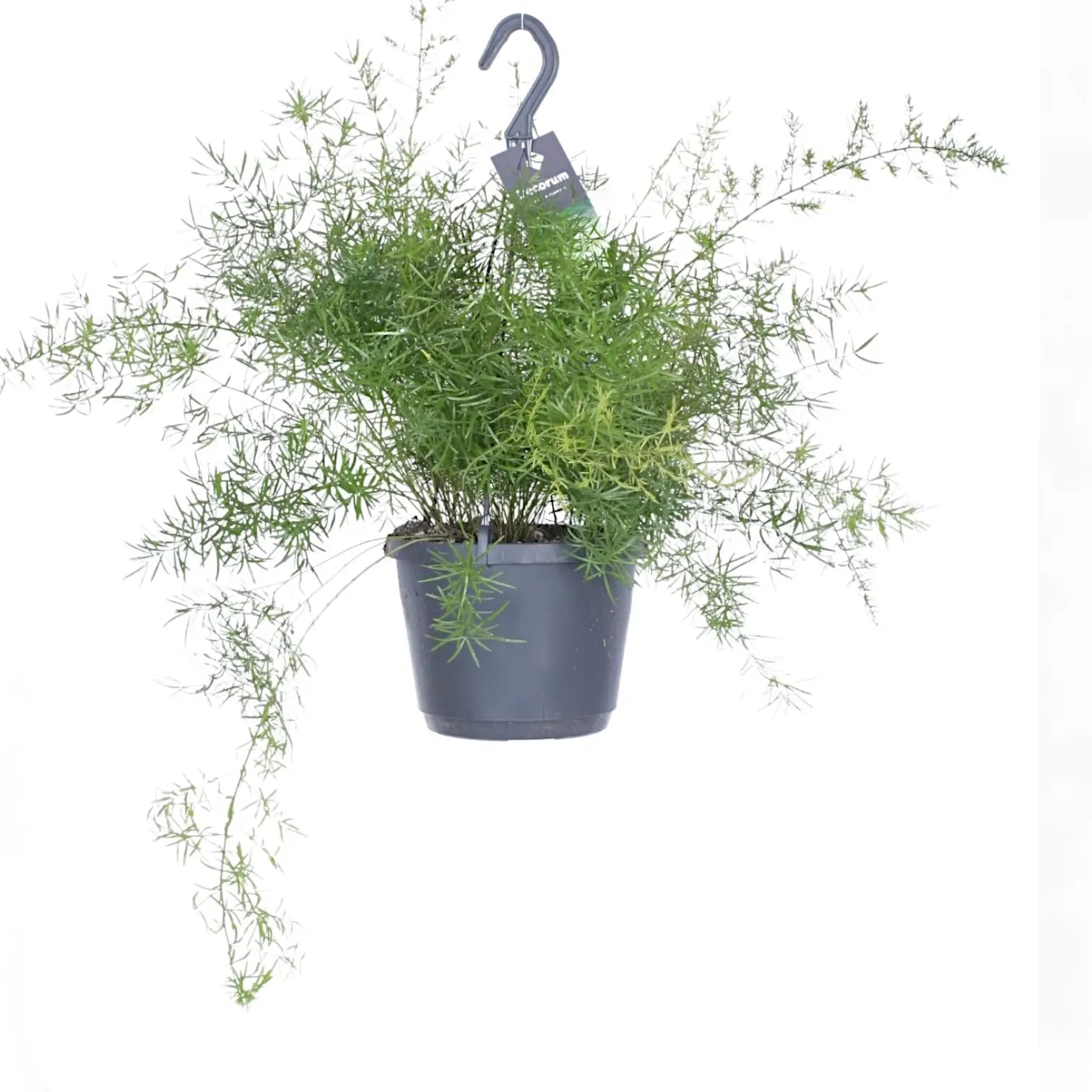 Asparagus densiflorus 'Sprengeri' – Zimmerpflanze im Kulturtopf auf weißem Hintergrund, Produktfoto 4.