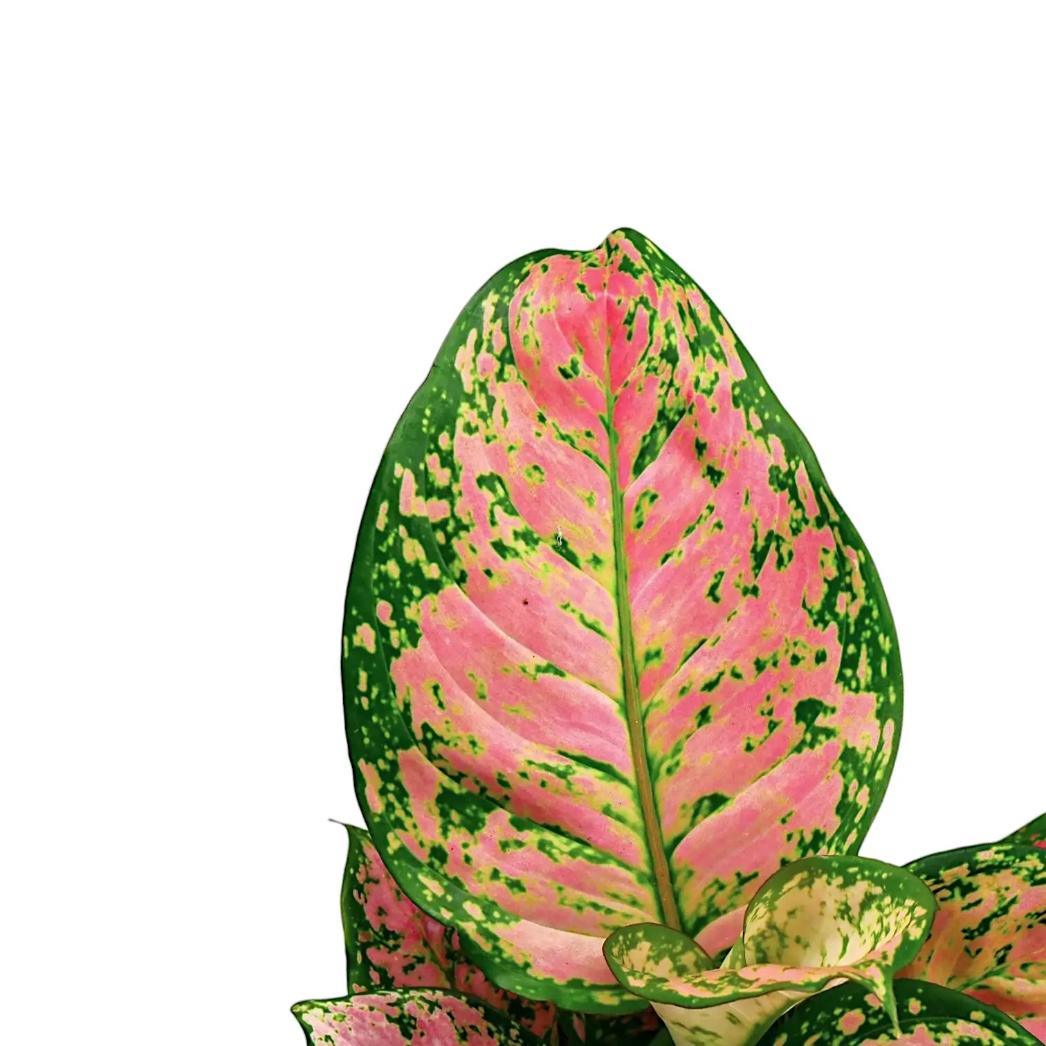 Nahaufnahme eines Blatts von Aglaonema 'Crimson Love' vor weißem Hintergrund.
