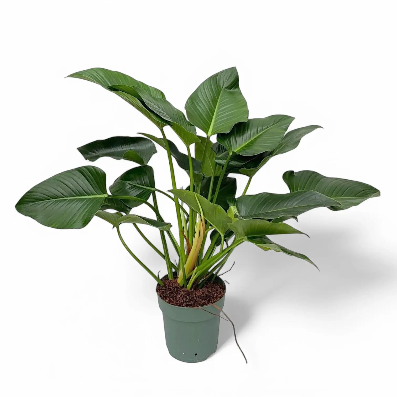 Philodendron 'Green beauty' – Zimmerpflanze im Kulturtopf auf weißem Hintergrund, Produktfoto 2.