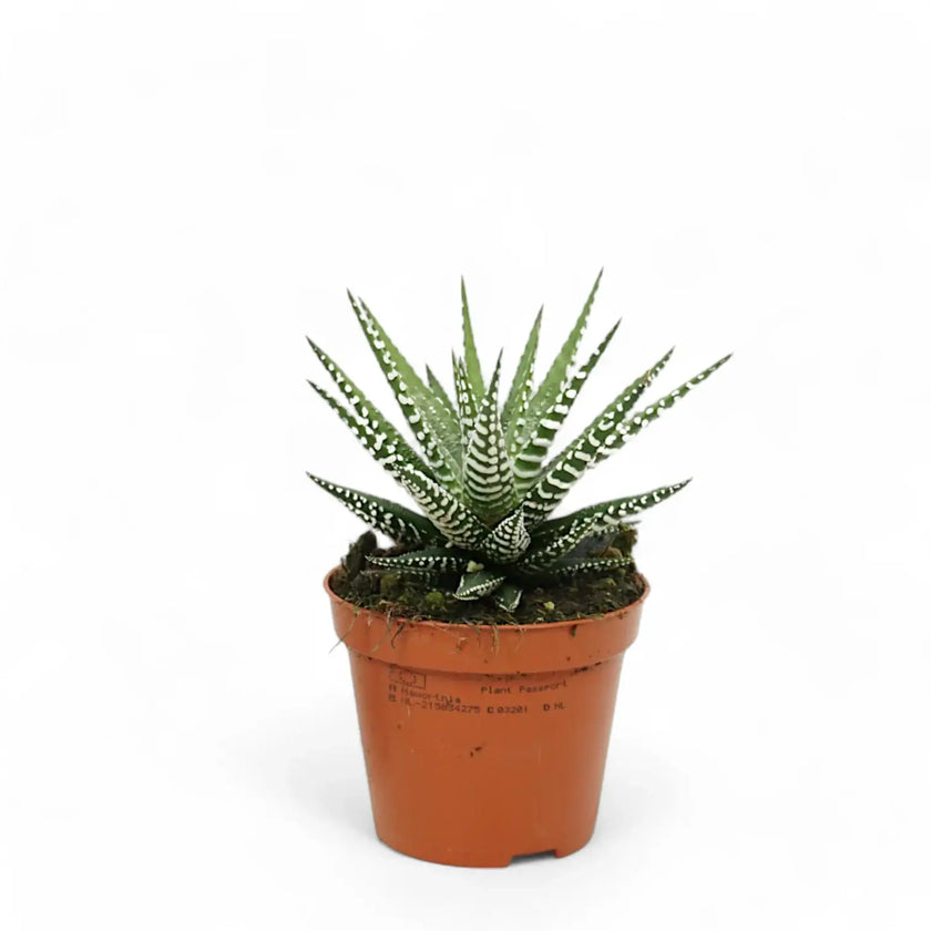 Haworthiopsis fasciata 'Big Band' potted houseplant in nursery pot on white background, product photo 2.