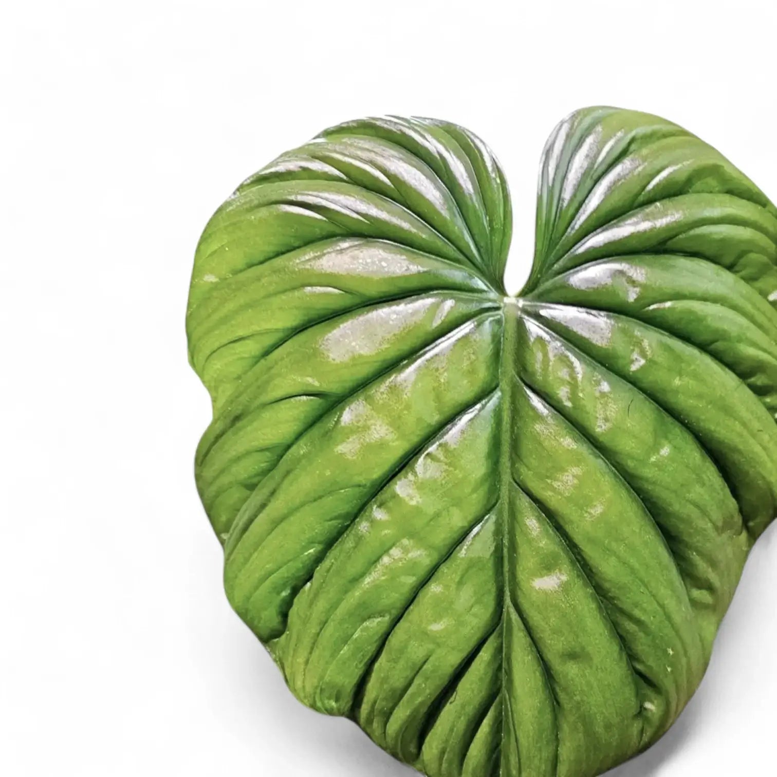 Nahaufnahme eines Blatts von Philodendron sp. Colombia vor weißem Hintergrund.