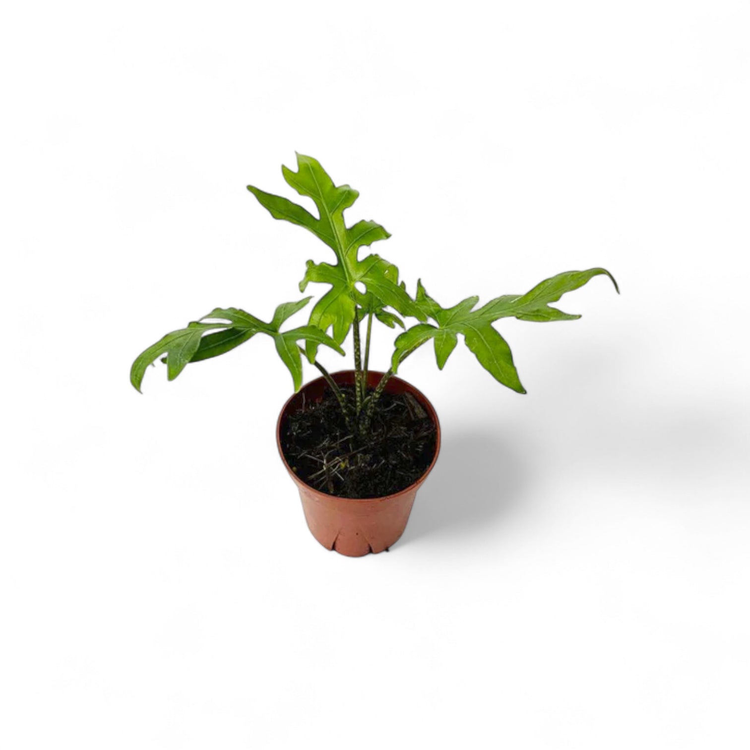 Alocasia brancifolia 'Pink Passion' potted houseplant in nursery pot on white background, product photo 6.