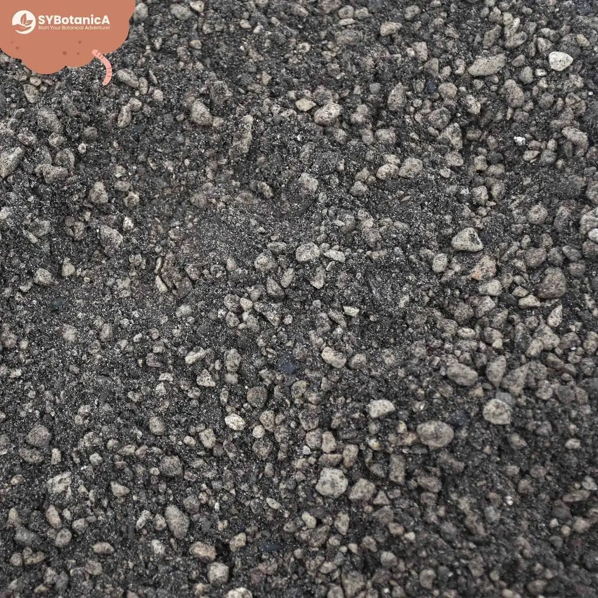 Lithops and Split Rock Soil Mix on white background, product photo 6.