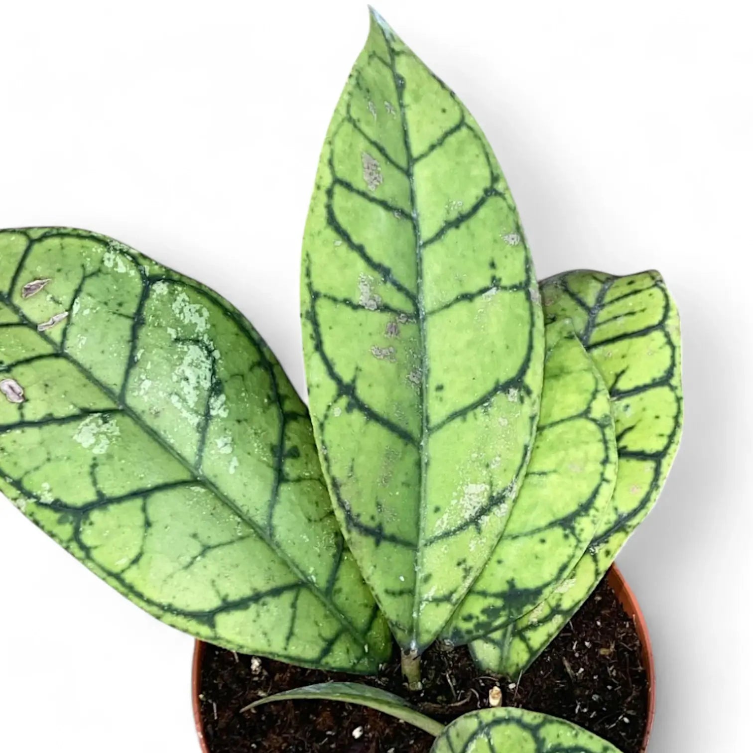 Hoya callistophylla potted houseplant in nursery pot on white background, product photo 10.