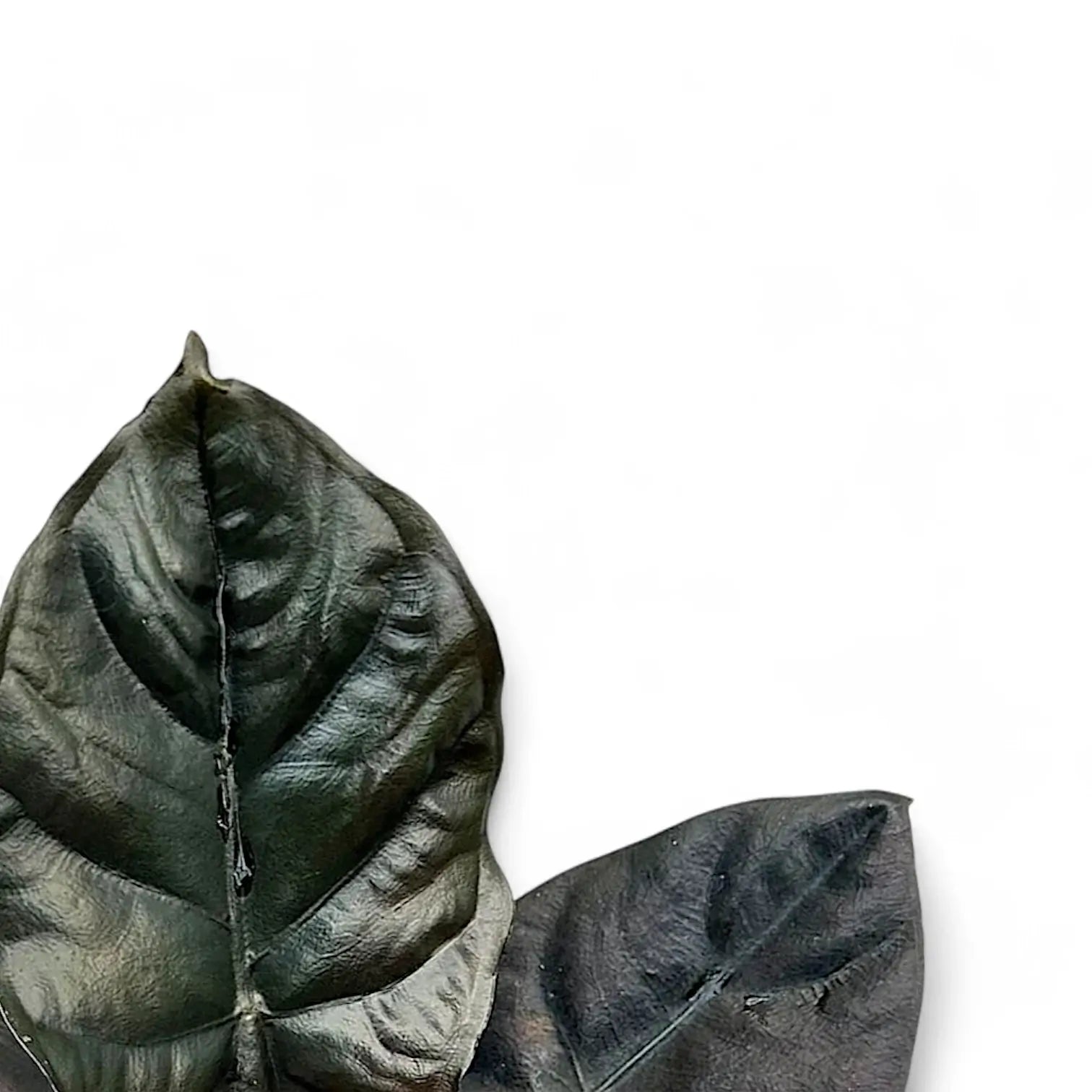 Nahaufnahme eines Blatts von Alocasia infernalis 'Black Magic' vor weiĂźem Hintergrund.