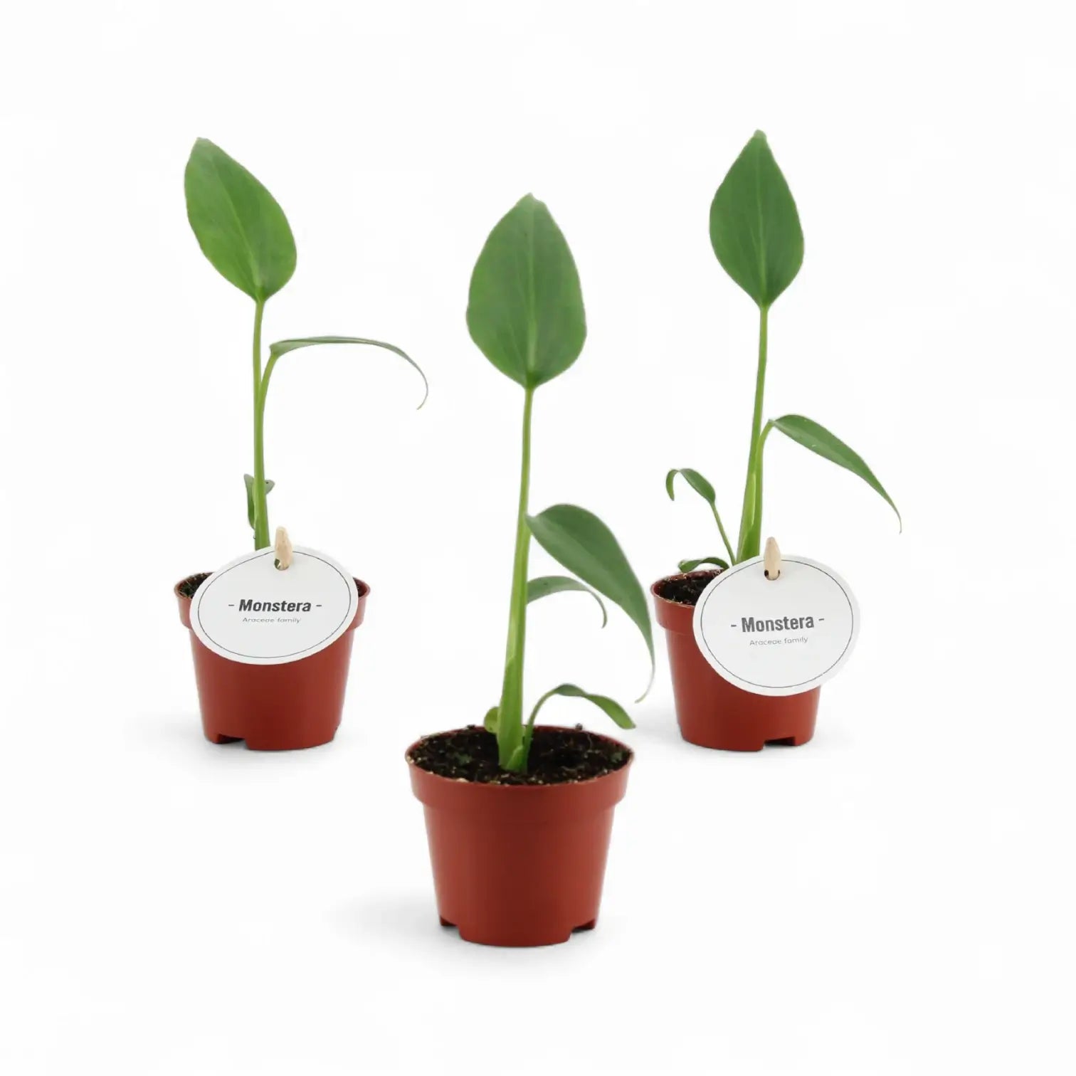 Monstera 'Burle Marx's Flame' potted houseplant in nursery pot on white background, product photo 7.