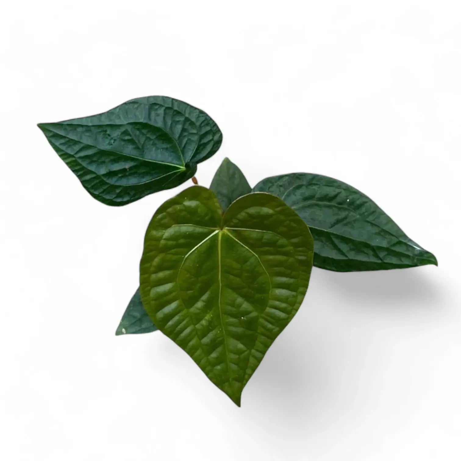 Anthurium magnificum x luxurians potted houseplant in nursery pot on white background, product photo 4.