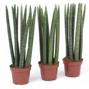 Dracaena angolensis (Sansevieria cylindrica) potted houseplant in nursery pot on white background, product photo 5.