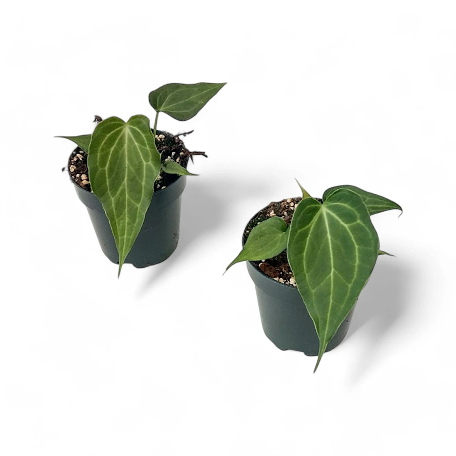 Anthurium 'Delta Force' – Topfpflanze im Kulturtopf vor weißem Hintergrund, Produktfoto 4.