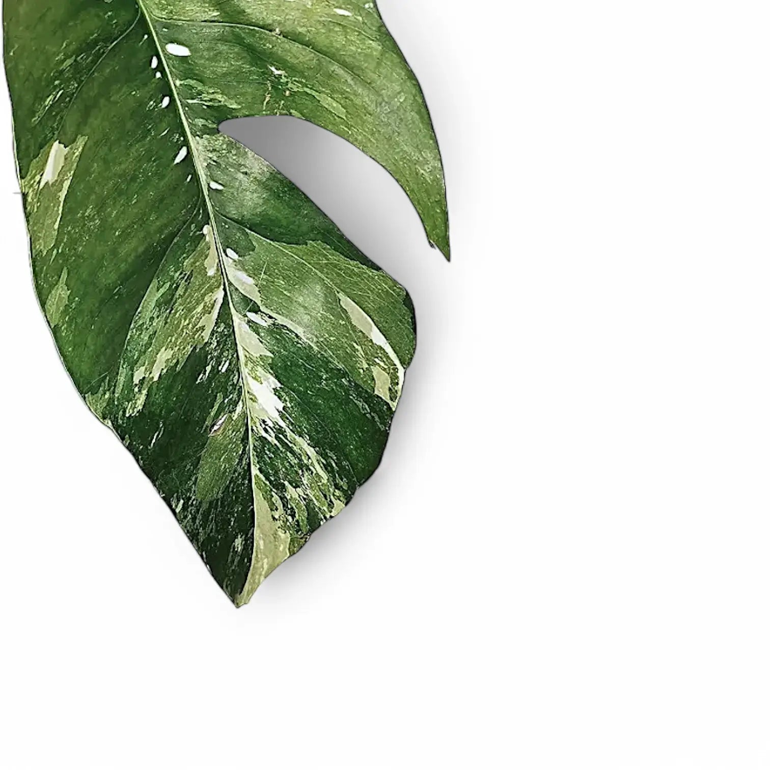 Epipremnum pinnatum variegata – Topfpflanze im Kulturtopf vor weißem Hintergrund, Produktfoto 7.