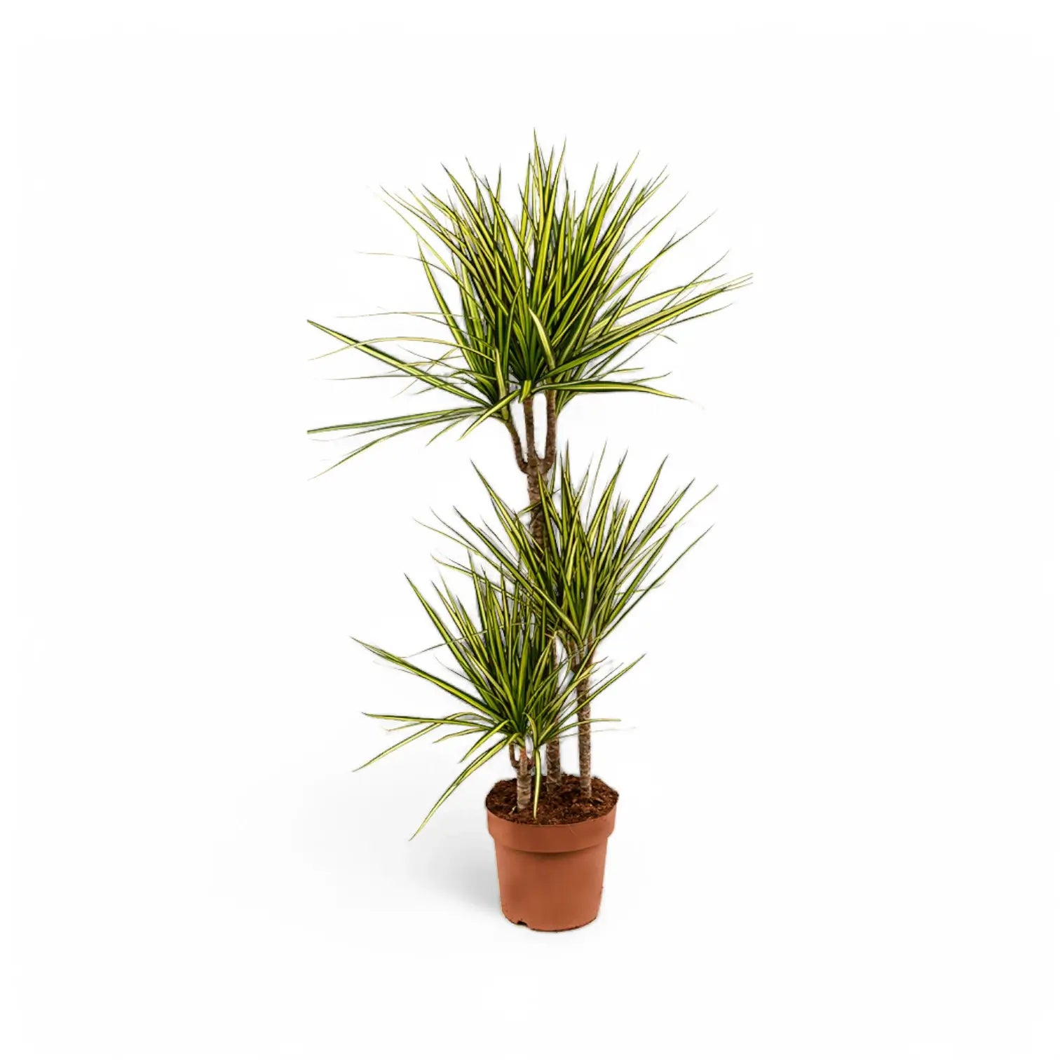Dracaena reflexa var. angustifolia 'Sunray' – Topfpflanze im Kulturtopf vor weißem Hintergrund, Produktfoto 5.