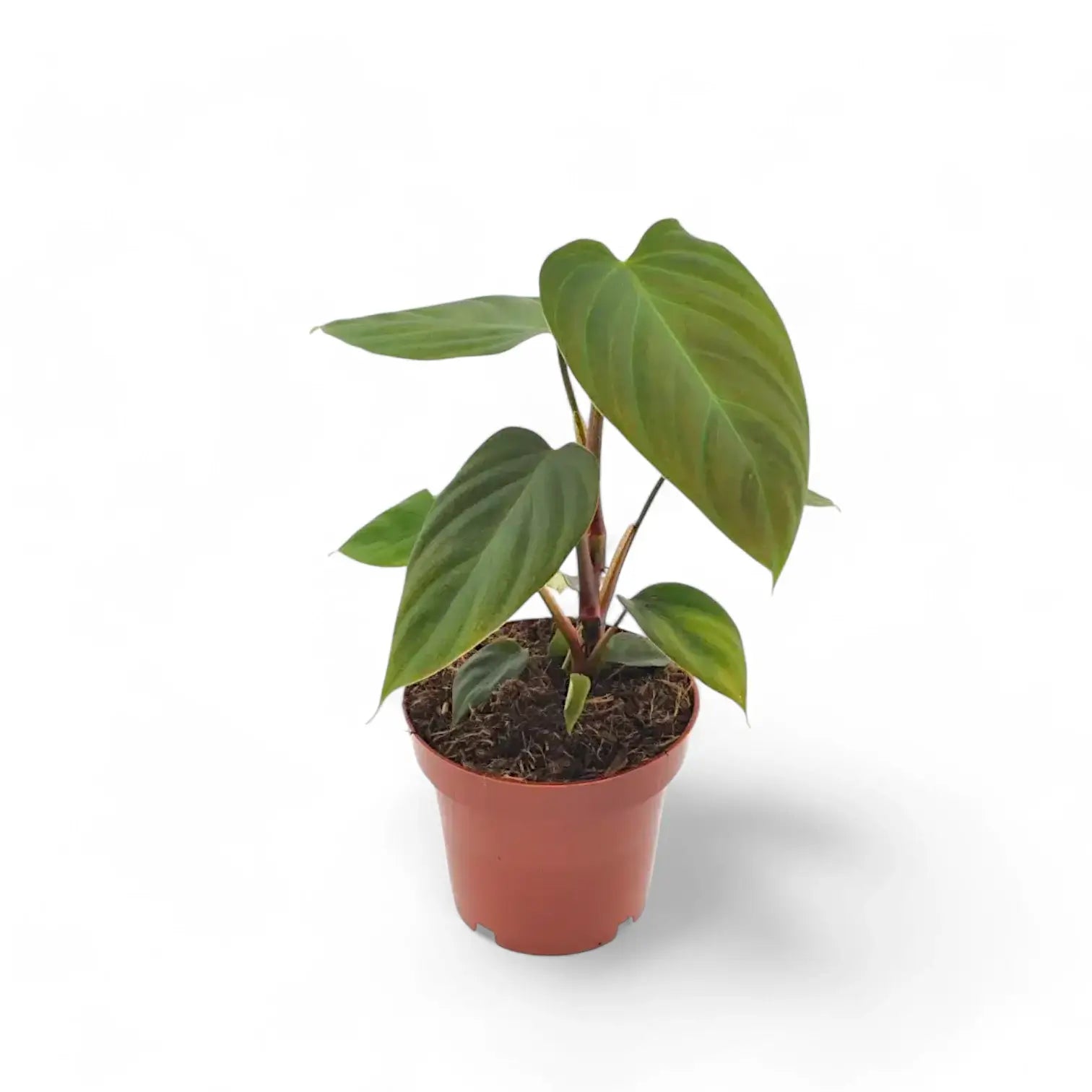 Philodendron nangaritense – Topfpflanze im Kulturtopf vor weißem Hintergrund, Produktfoto 2.